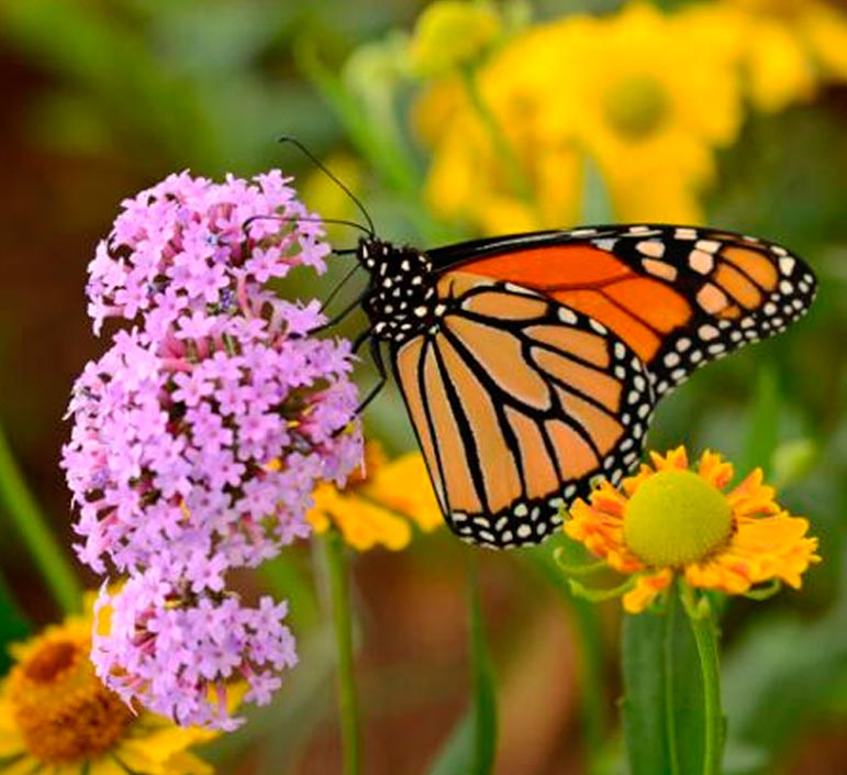 Lago y Tierra Campamento